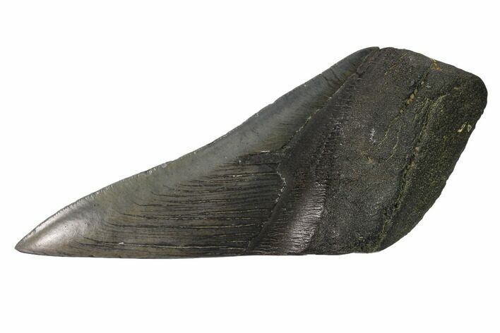 Partial, Fossil Megalodon Tooth Paper Weight #144418